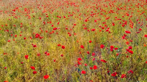 Poppy Field Stock Footage 25823133