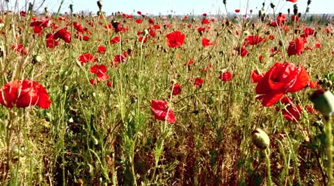 Poppy Field Stock Footage 25824918