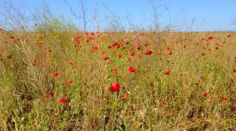 Poppy Field Stock Footage 25825118