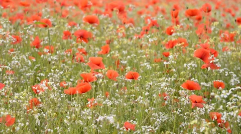 Poppy field Stock Footage 29480802