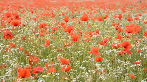 Poppy field 動画素材 29486500