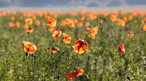Poppy Field. Stock Footage 39467326