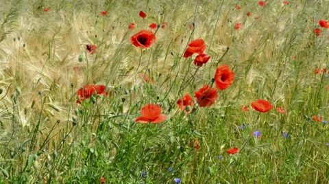Poppy field 스톡 동영상 39654601