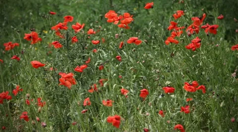 Poppy field Stock Footage 39969126