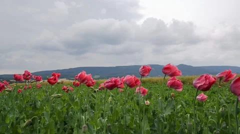 Poppy Field Stock Footage 40649566