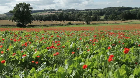 Poppy Field Video stock 40746125