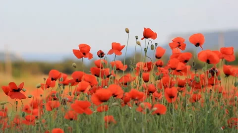 Poppy field Stock Footage 44069492