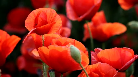 Poppy field 스톡 동영상 51787893