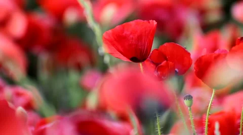 Poppy field Stock Footage 51790163