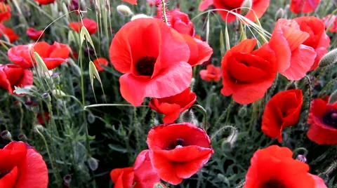 Poppy field Video stock 51835096