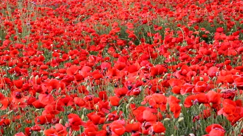 Poppy field Stock Footage 52475667