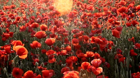 Poppy field Stock Footage 52475827