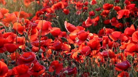 Poppy field Stock Footage 52475933