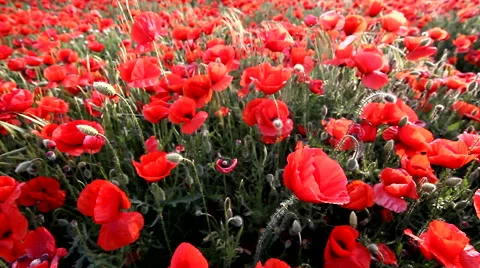 Poppy field Stock Footage 52476614