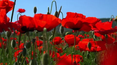 The Poppy Field Stock Footage 53374515