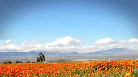 Poppy FIeld Stock Footage 75454813