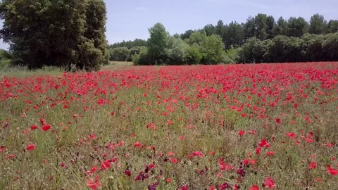 Poppy Field Stock Footage 76657547