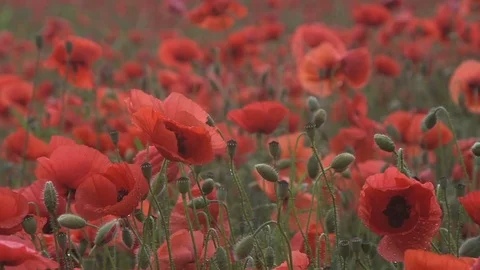 Poppy field Stock Footage 77394378