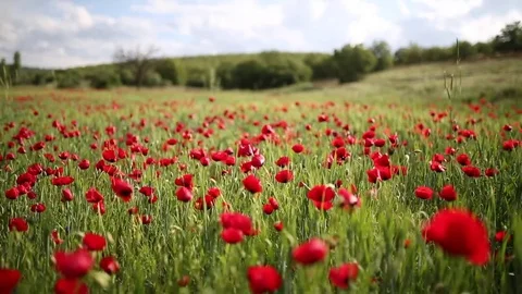 Poppy field Vidéo 82538848