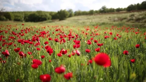 Poppy field Stock Footage 82539041