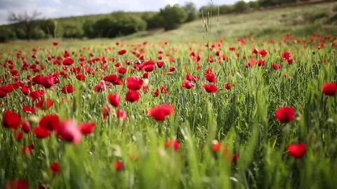 Poppy field Stockbeeldmateriaal 82539078
