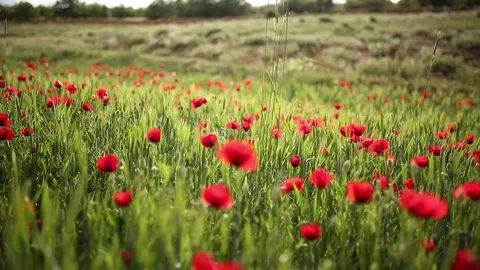 Poppy field Видео 82539142