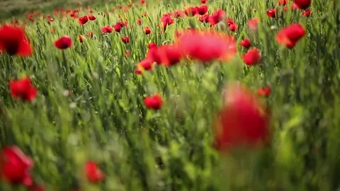 Poppy field Vídeo Stock 82539203