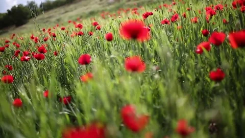 Poppy field Vídeo Stock 82539236