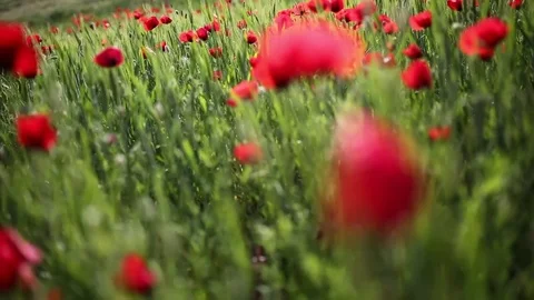 Poppy field Vidéo 82539245