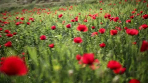 Poppy field Stock Footage 82539270