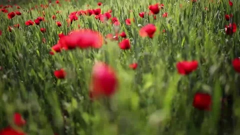 Poppy field Stock Footage 82539300