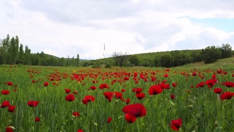 Poppy field Stock Footage 82541348