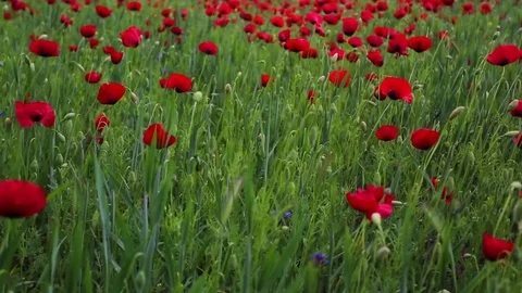Poppy field Stock Footage 82541602