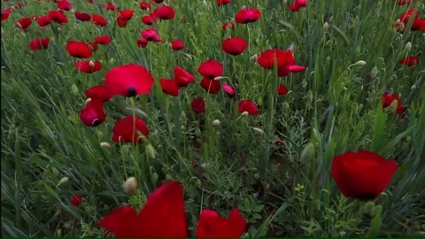 Poppy field Vídeo Stock 82541806