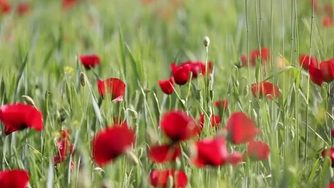 Poppy field Vídeo Stock 82542200