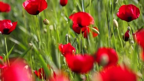 Poppy field Vidéo 82542255