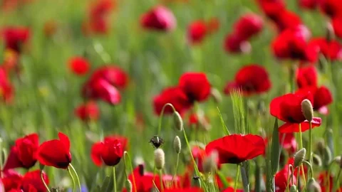 Poppy field Vídeo Stock 82542685