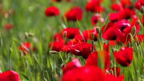 Poppy field Stock Footage 82542914
