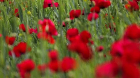Poppy field Stock Footage 82542974
