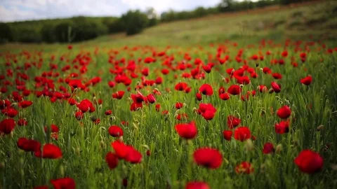 Poppy field Видео 82543304