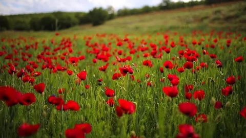 Poppy field Vidéo 82543392