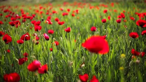 Poppy field Vídeo Stock 82543518