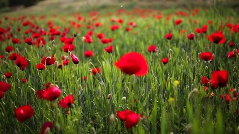 Poppy field Vídeo Stock 82543555