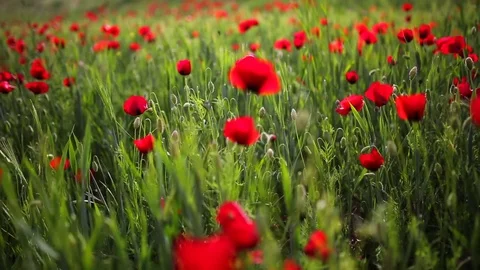 Poppy field Stock Footage 82543584
