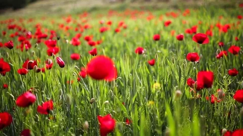 Poppy field Vidéo 82543616
