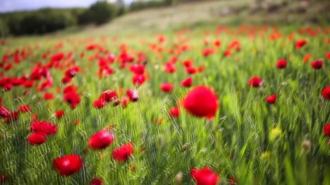 Poppy field Vidéo 82543628