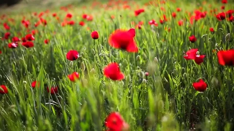 Poppy field Stock Footage 82543630