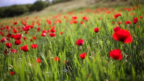 Poppy field Stock Footage 82543651