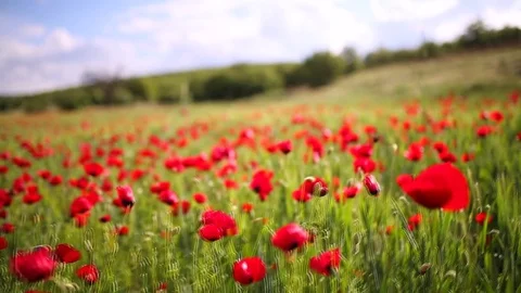 Poppy field Stock Footage 82543708