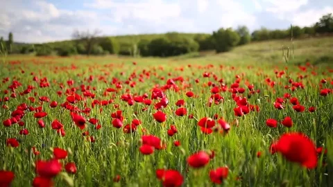 Poppy field Vídeo Stock 82543735
